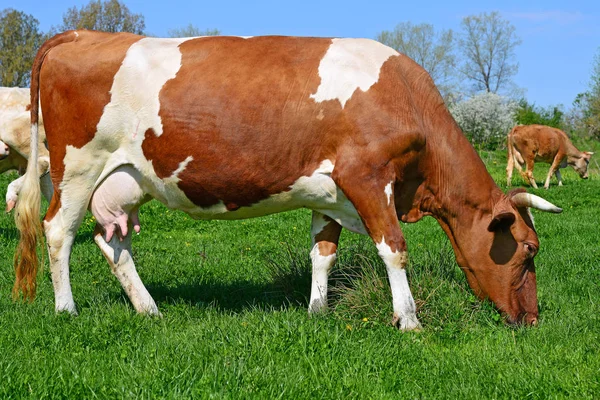 Vacas Pasto Verão Uma Paisagem Rural Verão — Fotografia de Stock