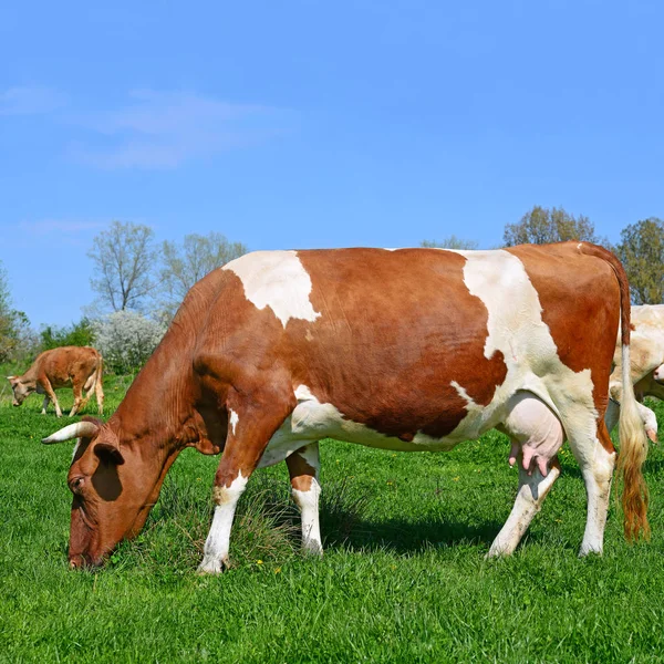 Vacas Pasto Verão Uma Paisagem Rural Verão — Fotografia de Stock