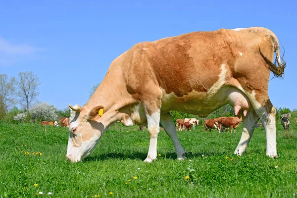 Cute Cow Summer Meadow — Fotografia de Stock