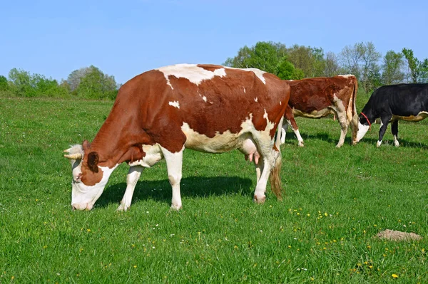 Cows Summer Pasture Summer Rural Landscape — Stock Photo, Image