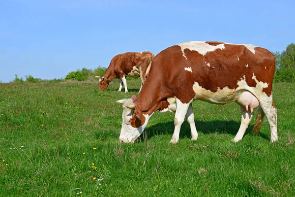 Las Vacas Pasto Verano Paisaje Rural Verano —  Fotos de Stock