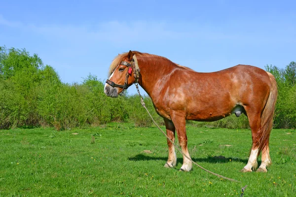 Stallion Leash Summer Pasture —  Fotos de Stock