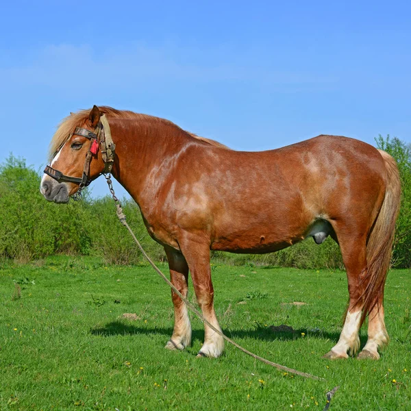 Csődör Pórázon Nyári Legelőn — Stock Fotó