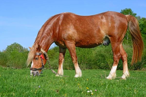 Csődör Pórázon Nyári Legelőn — Stock Fotó