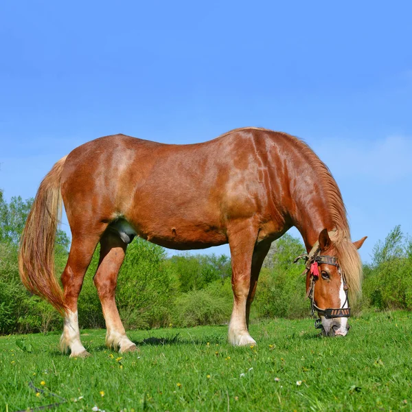 Stallion Leash Summer Pasture — 图库照片