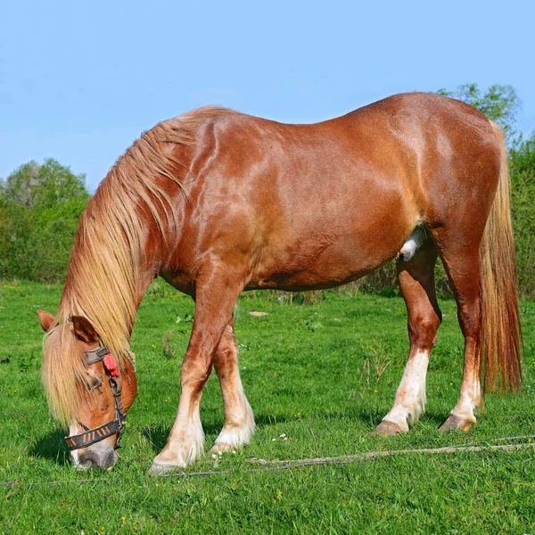 Stallion Leash Summer Pasture — Stock Photo, Image