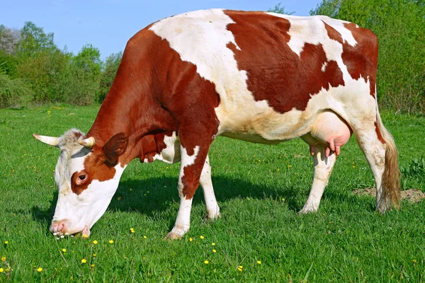 Close Beautiful Brown White Cow Meadow — Stock Photo, Image