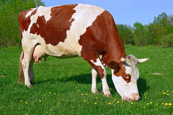 Primo Piano Bella Mucca Marrone Bianco Sul Prato — Foto Stock