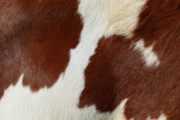 Closeup Natural Cow Skin — Fotografia de Stock