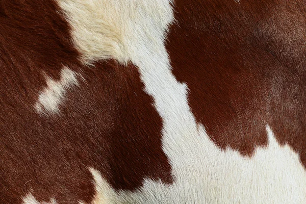 Closeup Natural Cow Skin — 图库照片