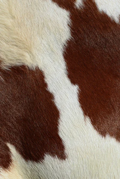 Closeup Natural Cow Skin —  Fotos de Stock