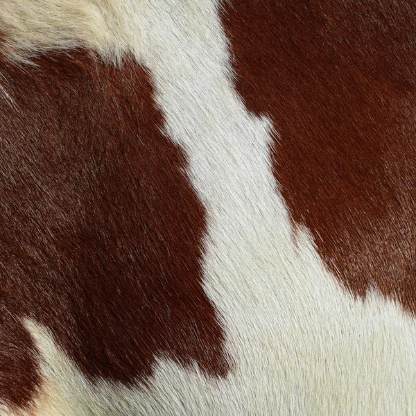 Primer Plano Piel Natural Vaca —  Fotos de Stock
