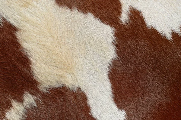 Closeup Natural Cow Skin — 图库照片