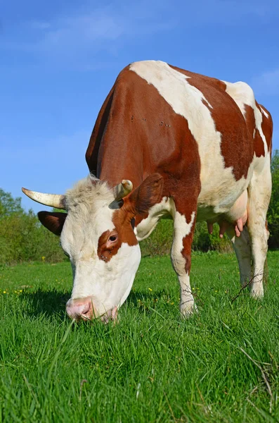 Primo Piano Bella Mucca Marrone Bianco Sul Prato — Foto Stock