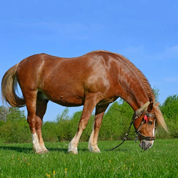 Stallion Leash Summer Pasture — Stockfoto