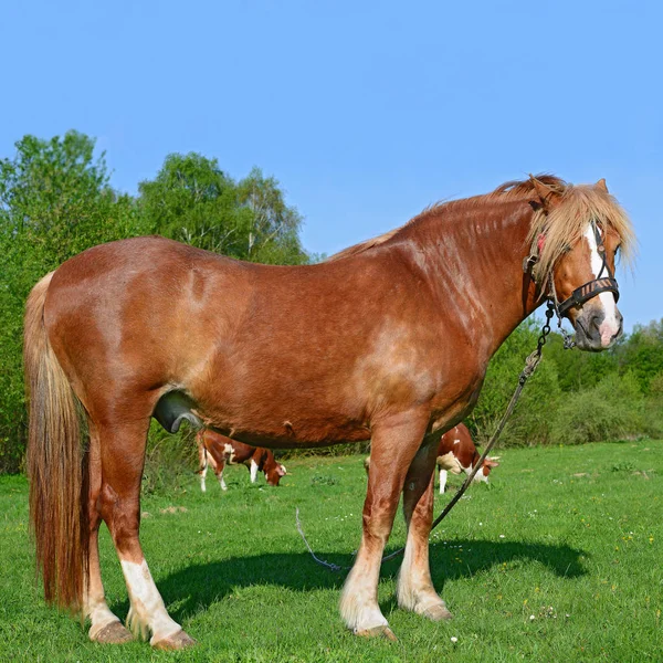 Stallion Leash Summer Pasture — Fotografia de Stock