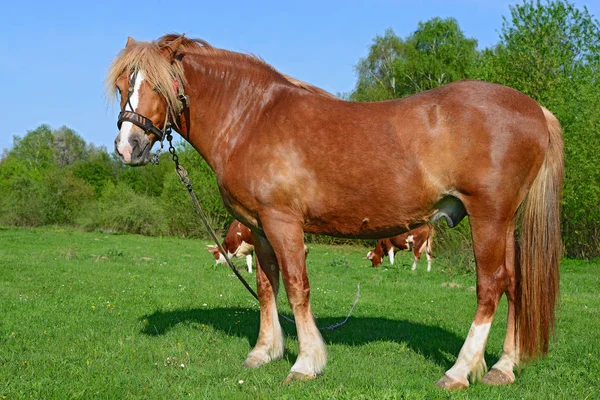 Stallion Leash Summer Pasture — Stok fotoğraf