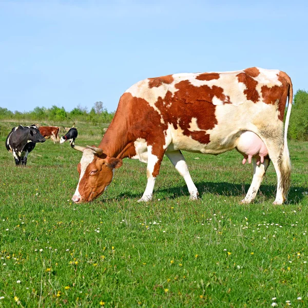 Koeien Weide Van Een Zomer Een Landelijke Landschap Van Zomer — Stockfoto