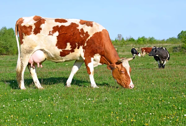 Las Vacas Pasto Verano Paisaje Rural Verano —  Fotos de Stock