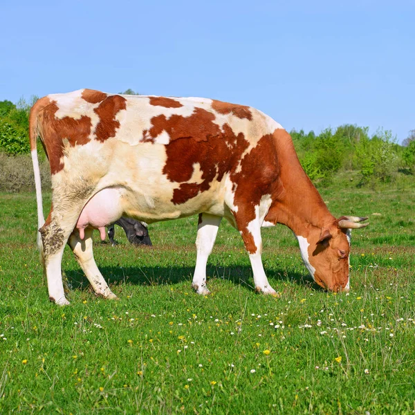 在夏天乡村景观的夏季牧场上的牛 — 图库照片