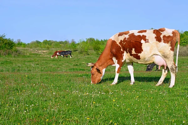 Mucche Pascolo Estivo Paesaggio Rurale Estivo — Foto Stock