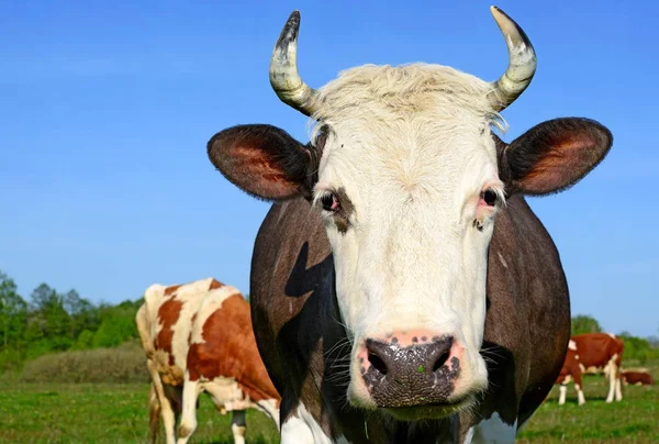 Vacas Pasto Verão Uma Paisagem Rural Verão — Fotografia de Stock