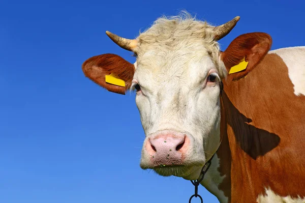 Primo Piano Bella Mucca Marrone Bianco Sul Prato — Foto Stock