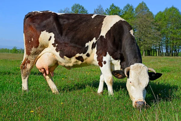 Közeli Ból Gyönyörű Barna Fehér Tehén Réten — Stock Fotó