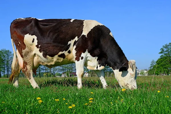 Közel Gyönyörű Fekete Fehér Tehén Réten — Stock Fotó