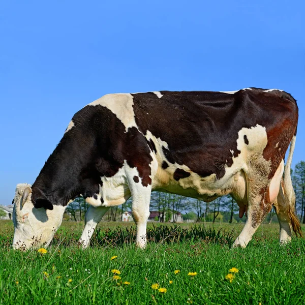 Nahaufnahme Einer Schönen Schwarz Weißen Kuh Auf Der Weide — Stockfoto