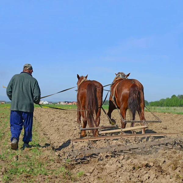 Fallowing Spring Field Manual Plow Horse Drawn — Stock Photo, Image
