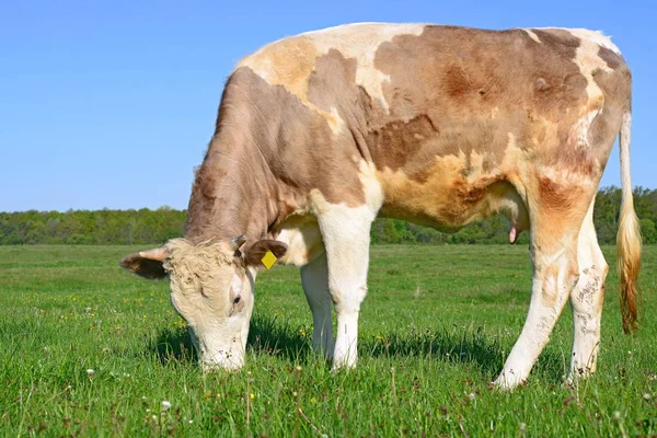 Primer Plano Hermosa Vaca Marrón Blanca Prado — Foto de Stock