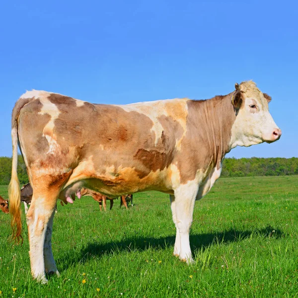 Gros Plan Belle Vache Brune Blanche Sur Prairie — Photo