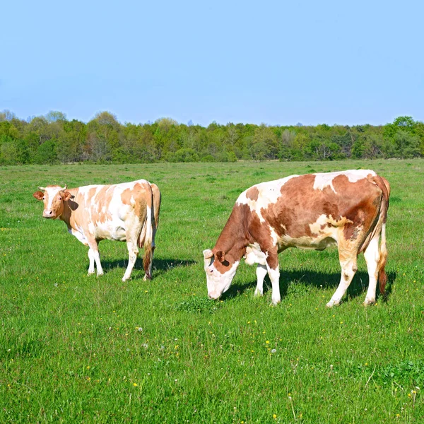 Vacas Pasto Verão Uma Paisagem Rural Verão — Fotografia de Stock