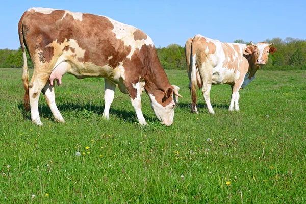 Krowy Letnie Pastwiska Wiejski Krajobraz Lato — Zdjęcie stockowe