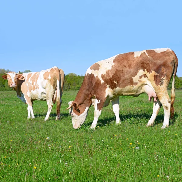 Vacas Pasto Verão Uma Paisagem Rural Verão — Fotografia de Stock