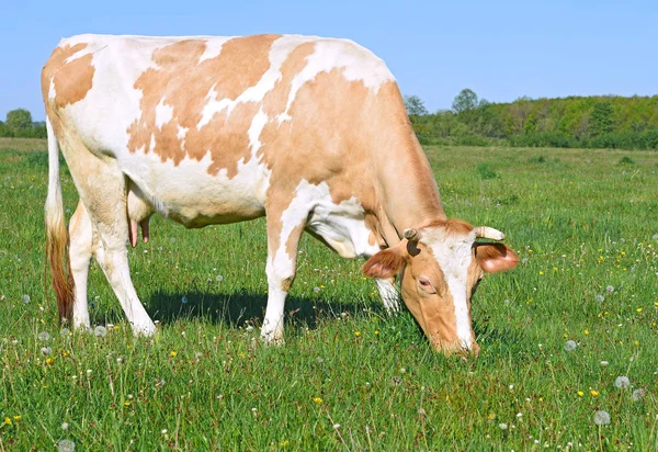 Primo Piano Bella Mucca Marrone Bianco Sul Prato — Foto Stock