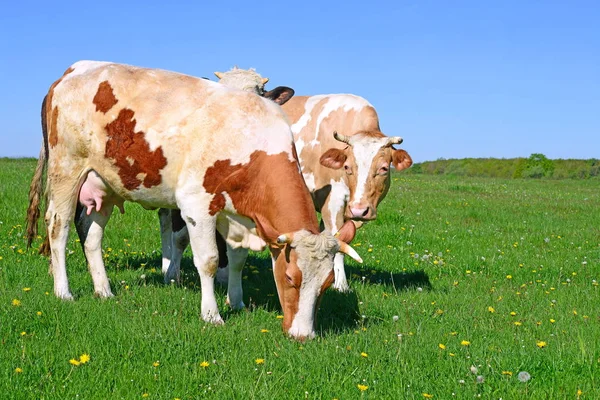 Kühe Auf Einer Sommerweide Einer Ländlichen Sommerlandschaft — Stockfoto