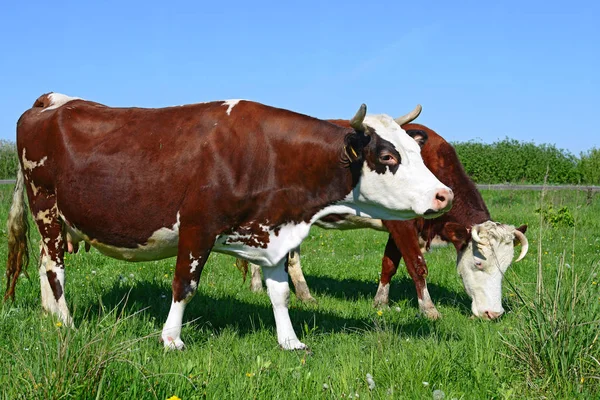 Cows Summer Pasture Summer Rural Landscape — Stock Photo, Image