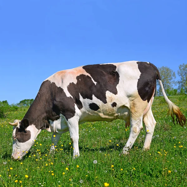 Close Beautiful Black White Cow Meadow — Stock Photo, Image