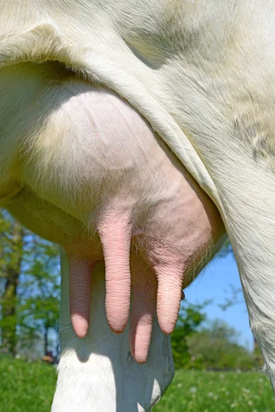 Udder Una Vaca Joven Cerca —  Fotos de Stock