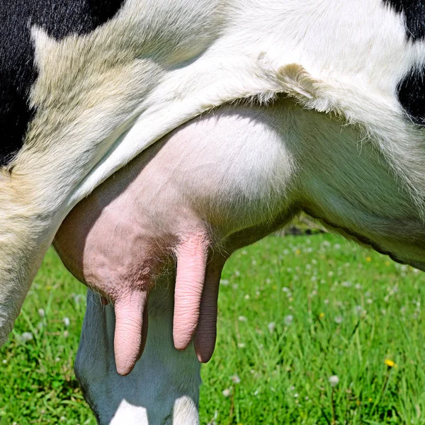 Udder Young Cow Close — Stok fotoğraf