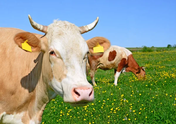Las Vacas Pasto Verano Paisaje Rural Verano —  Fotos de Stock