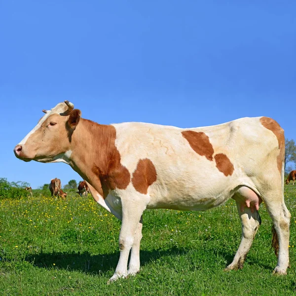 Primer Plano Hermosa Vaca Marrón Blanca Prado —  Fotos de Stock