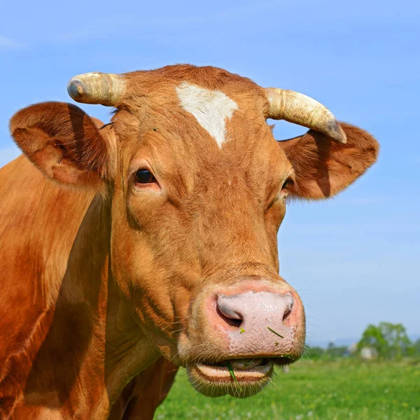 在草地上的一头漂亮的棕色和白色奶牛的近照 — 图库照片