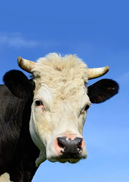 Gros Plan Belle Vache Noire Blanche Sur Prairie — Photo