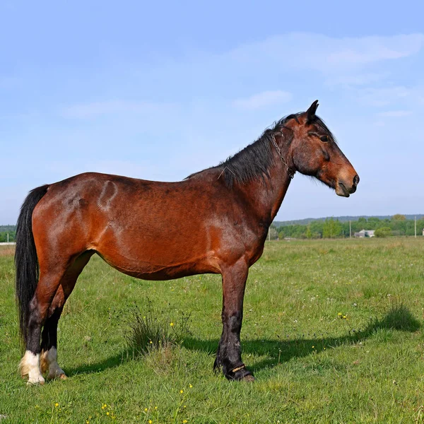 Pferd Auf Einer Sommerweide — Stockfoto