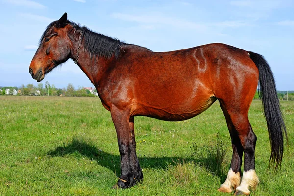 Hengst Der Leine Auf Sommerweide — Stockfoto