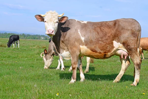 Koeien Weide Van Een Zomer Een Landelijke Landschap Van Zomer — Stockfoto