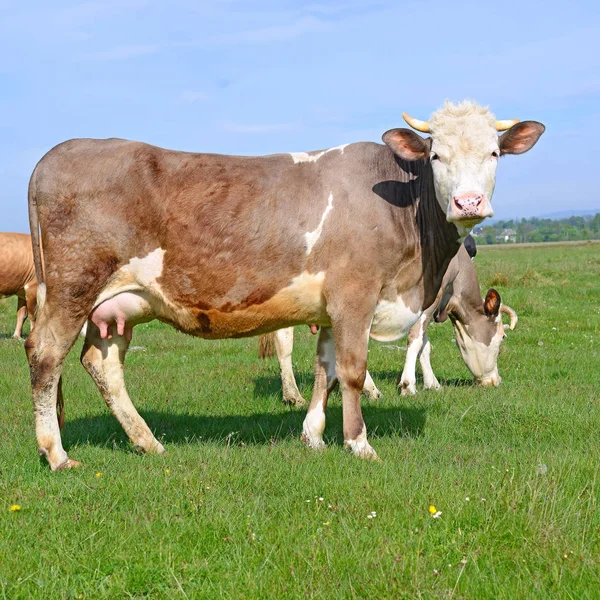 Vacas Pasto Verão Uma Paisagem Rural Verão — Fotografia de Stock